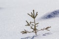 Beautiful Christmas winter landscape. Small young green tender fir tree spruce growing alone in deep snow on mountain slope on Royalty Free Stock Photo