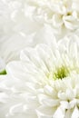 Beautiful chrysanthemum Royalty Free Stock Photo