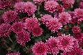 Beautiful chrysanthemum close up. Flower background, garden flowers. Horizontal flowers art background