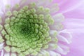 Beautiful chrysanthemum flower