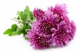 Beautiful chrysanthemum flower Royalty Free Stock Photo