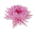 Beautiful chrysanthemum flower Royalty Free Stock Photo