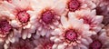 beautiful chrysanthemum flower blossom closeup, ai