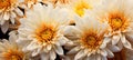 beautiful chrysanthemum flower blossom closeup, ai