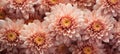 beautiful chrysanthemum flower blossom closeup, ai