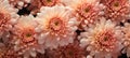 beautiful chrysanthemum flower blossom closeup, ai