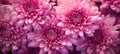 beautiful chrysanthemum flower blossom closeup, ai