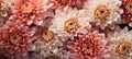 beautiful chrysanthemum flower blossom closeup, ai