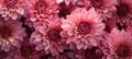 beautiful chrysanthemum flower blossom closeup, ai