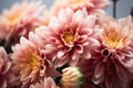 beautiful chrysanthemum flower close up generative ai