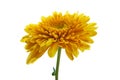 Beautiful chrysanthemum flower isolated Royalty Free Stock Photo