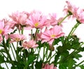 Beautiful chrysanthemum flower isolated on white Royalty Free Stock Photo