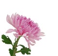 Beautiful chrysanthemum flower Royalty Free Stock Photo