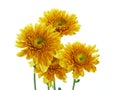 Beautiful chrysanthemum flower isolated Royalty Free Stock Photo
