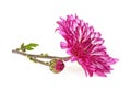 Beautiful chrysanthemum flower isolated on white background Royalty Free Stock Photo