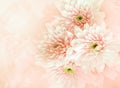 Beautiful chrysanthemum flower in vintage color style with soft and blured Royalty Free Stock Photo