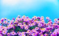 Beautiful chrysanthemum flowers background Royalty Free Stock Photo