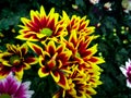 Beautiful chrysanthemum flowers Royalty Free Stock Photo