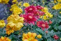 Beautiful Chrysanthemum flowers blooming in garden leaves garden Royalty Free Stock Photo