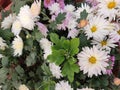 Chrysanthemum flowers, Guldaudi Wallpaper Royalty Free Stock Photo