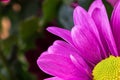 Beautiful chrysanthemum flowers macro abstract art background. Pink and purplen dahlia flowers with copy space for text