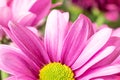 Beautiful chrysanthemum flowers macro abstract art background. Pink and purplen dahlia flowers with copy space for text