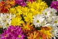 Beautiful chrysanthemum flowers Royalty Free Stock Photo