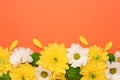 Beautiful chrysanthemum flowers on orange background, flat lay. Space for text Royalty Free Stock Photo