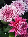 Beautiful chrysanthemum flowers outdoors Chrysanthemums in the garden Royalty Free Stock Photo