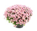 Beautiful chrysanthemum flowers in pot