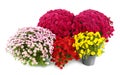 Beautiful chrysanthemum flowers in pots Royalty Free Stock Photo