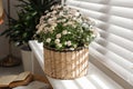 Beautiful chrysanthemum flowers on window sill. Stylish interior element Royalty Free Stock Photo