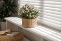 Beautiful chrysanthemum flowers on window sill. Stylish interior element