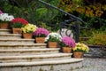 Beautiful chrysanthemum flowers in wooden pots decorate the stairs. Sale of flowers Royalty Free Stock Photo