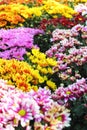 Beautiful chrysanthemum in the garden