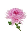 Beautiful chrysanthemum