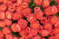 Beautiful of Chrysanthemum orange flowers in garden