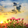 Beautiful chrysanthemum with sunsets in garden