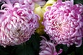 Beautiful chrysanthemum Royalty Free Stock Photo