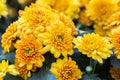 Beautiful Chrysanthemums flowers blooming in garden at spring day Royalty Free Stock Photo