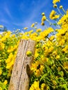 Chrysanthemums flowers scene