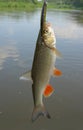 A beautiful chub caught on spinning against the background of the sky and the river