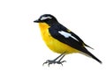 Beautiful chubby yellow and black bird with white feathers on hi Royalty Free Stock Photo