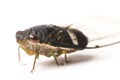 Cicada insect isolated on white background