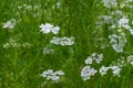 Beautiful cilantro coriander flowers blooming in the summer Royalty Free Stock Photo