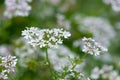 Beautiful cilantro coriander flowers blooming in the summer Royalty Free Stock Photo