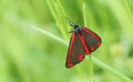 A stunning Cinnabar Moth Tyria jacobaeae perching on a blade of grass. Royalty Free Stock Photo