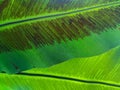 Beautiful circle Bird`s nest fern leave close up Water Drops on Fern Royalty Free Stock Photo