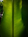 Beautiful circle Bird`s nest fern leave close up Water Drops on Fern Royalty Free Stock Photo