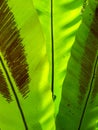 Beautiful circle Bird`s nest fern leave close up Water Drops on Fern Royalty Free Stock Photo